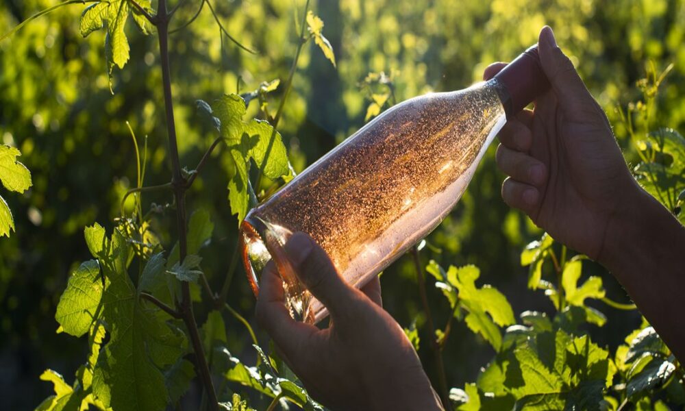Appunti da sommelier